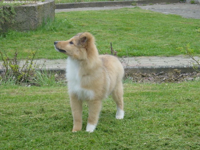 CH. Vanille blonde de bassompierre