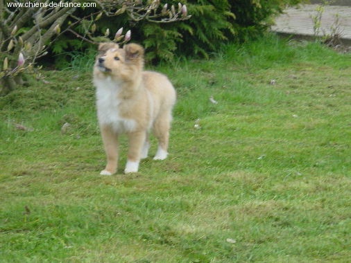 CH. Vanille blonde de bassompierre