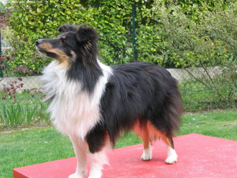 Vicky le noir de bassompierre