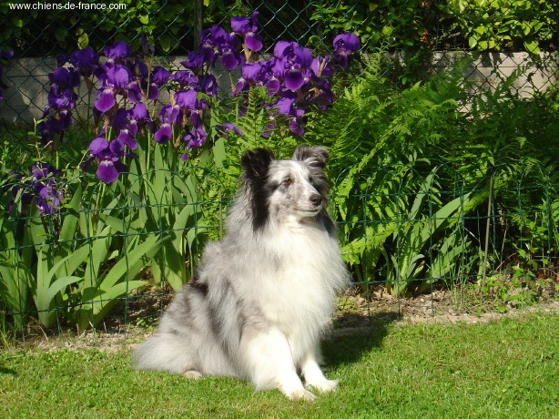 Romance bleue de bassompierre