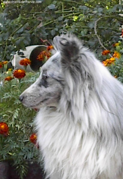 Reef blue de bassompierre